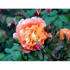 'Westerland'® Rosa X 'Westerland'® (Slyngrose) A-Kvalitet,- Barrods Roser Min. 3 Grene -Tilbud Lys Haven Butik fi5307 rosa westerland f510