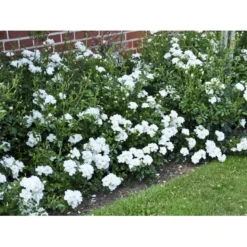 'White Cover'® Rosa X 'White Cover'® (Bunddækkerose) A-Kvalitet,- Barrods Roser Min. 3 Grene -Tilbud Lys Haven Butik fi5313 rosa white cover poulcov n 6e37