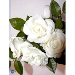 'White Cover'® Rosa X 'White Cover'® (Bunddækkerose) A-Kvalitet,- Barrods Roser Min. 3 Grene -Tilbud Lys Haven Butik fi5313 rosa white cover poulcov n 849b