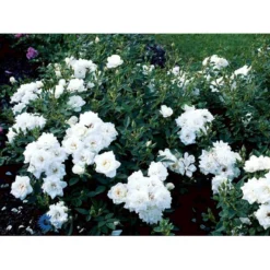 'White Cover'® Rosa X 'White Cover'® (Bunddækkerose) A-Kvalitet,- Barrods Roser Min. 3 Grene -Tilbud Lys Haven Butik fi5313 rosa white cover poulcov n 9218
