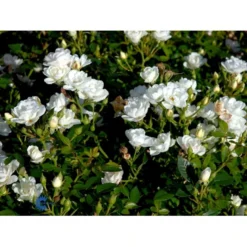 'White Cover'® Rosa X 'White Cover'® (Bunddækkerose) A-Kvalitet,- Barrods Roser Min. 3 Grene -Tilbud Lys Haven Butik fi5313 rosa white cover poulcov n f3bb