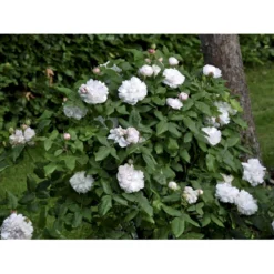'White Jacques Cartier' Rosa Portlandica 'White Jacques Cartier' (Portlandrose) A-Kvalitet,- Barrods Roser Min. 3 Grene -Tilbud Lys Haven Butik fi5316 rosa white jacques cartier 73af