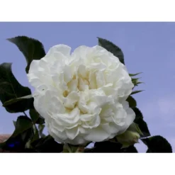 'White Meidiland' Rosa X 'White Meidiland' (Bunddækkerose) A-Kvalitet,- Barrods Roser Min. 3 Grene -Tilbud Lys Haven Butik fi5318 rosa white meidiland 1d50
