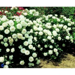 'White Meidiland' Rosa X 'White Meidiland' (Bunddækkerose) A-Kvalitet,- Barrods Roser Min. 3 Grene -Tilbud Lys Haven Butik fi5318 rosa white meidiland 2618