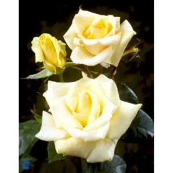 'White Nights'™ Rosa X 'White Nights'™ (Slyngrose) A-Kvalitet,- Barrods Roser Min. 3 Grene -Tilbud Lys Haven Butik fi5320 rosa white nights poulaps n 2998