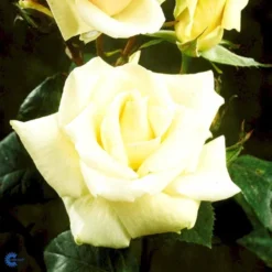 'White Nights'™ Rosa X 'White Nights'™ (Slyngrose) A-Kvalitet,- Barrods Roser Min. 3 Grene -Tilbud Lys Haven Butik fi5320 rosa white nights poulaps n 4670