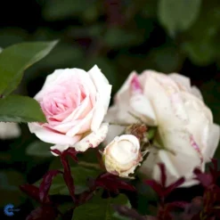 'White Nights'™ Rosa X 'White Nights'™ (Slyngrose) A-Kvalitet,- Barrods Roser Min. 3 Grene -Tilbud Lys Haven Butik fi5320 rosa white nights poulaps n b03d