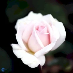 'A White Shade Of Pale' Rosa X 'A White Shade Of Pale' (Storblomstrende) A-Kvalitet,- Barrods Roser Min. 3 Grene -Tilbud Lys Haven Butik fi5323 rosa whiter shade of pale b371