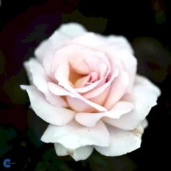 'A White Shade Of Pale' Rosa X 'A White Shade Of Pale' (Storblomstrende) A-Kvalitet,- Barrods Roser Min. 3 Grene -Tilbud Lys Haven Butik fi5323 rosa whiter shade of pale bfed