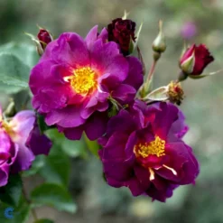 'Wild Rover' Rosa X 'Wild Rover' (Slyngrose) A-Kvalitet,- Barrods Roser Min. 3 Grene -Tilbud Lys Haven Butik fi5326 rosa wild rover 4b7f
