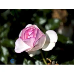 'Willestrup' (syn. 'Eden Rose 88') Rosa X 'Willestrup' (Slyngrose) A-Kvalitet,- Barrods Roser Min. 3 Grene -Tilbud Lys Haven Butik fi5330 rosa willestrup 2e37