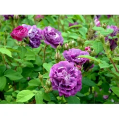 'William Lobb' Rosa Centifolia Muscosa 'William Lobb' (Mosrose) A-Kvalitet,- Barrods Roser Min. 3 Grene -Tilbud Lys Haven Butik fi5334 rosa william lobb 7b9b