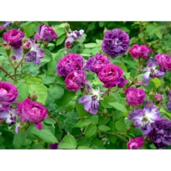 'William Lobb' Rosa Centifolia Muscosa 'William Lobb' (Mosrose) A-Kvalitet,- Barrods Roser Min. 3 Grene -Tilbud Lys Haven Butik fi5334 rosa william lobb f857