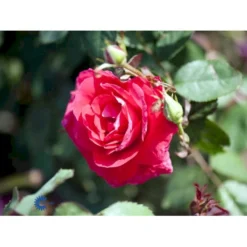 'Winnipeg Parks' Rosa X 'Winnipeg Parks' (Buskrose) A-Kvalitet,- Barrods Roser Min. 3 Grene -Tilbud Lys Haven Butik fi5338 rosa winnipeg parks f34a