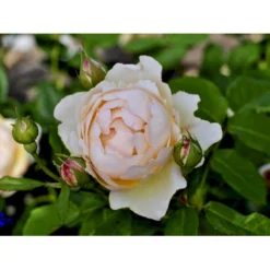 'Wollerton Old Hall'™ Rosa X 'Wollerton Old Hall'™ (Engelsk Rose) A-Kvalitet,- Barrods Roser Min. 3 Grene -Tilbud Lys Haven Butik fi5343 rosa wollerton old hall 3550