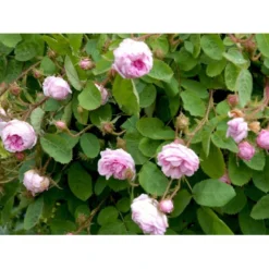 'Salet' Rosa Centifolia Muscosa 'Salet' (Mosrose) A-Kvalitet,- Barrods Roser Min. 3 Grene -Tilbud Lys Haven Butik fi5399 rosa centifolia muscosa 53ef