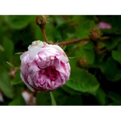 'Salet' Rosa Centifolia Muscosa 'Salet' (Mosrose) A-Kvalitet,- Barrods Roser Min. 3 Grene -Tilbud Lys Haven Butik fi5399 rosa centifolia muscosa d6dc