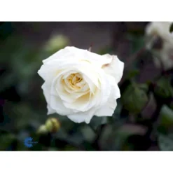 'Claus Dalby'™ Rosa X 'Claus Dalby'™ (Storblomstrende) A-Kvalitet,- Barrods Roser Min. 3 Grene -Tilbud Lys Haven Butik fi5416 rosa claus dalby poulht009 n 105c