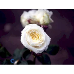 'Claus Dalby'™ Rosa X 'Claus Dalby'™ (Storblomstrende) A-Kvalitet,- Barrods Roser Min. 3 Grene -Tilbud Lys Haven Butik fi5416 rosa claus dalby poulht009 n 70e4