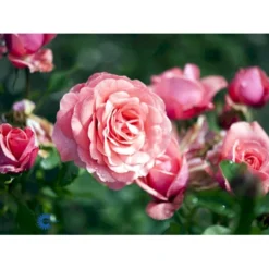 'Elaine Paige'™ Rosa X 'Elaine Paige'™ (Storblomstrende) A-Kvalitet,- Barrods Roser Min. 3 Grene -Tilbud Lys Haven Butik fi5425 rosa elaine paige tm 0aee