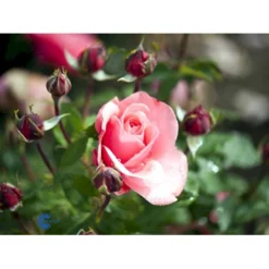 'Elaine Paige'™ Rosa X 'Elaine Paige'™ (Storblomstrende) A-Kvalitet,- Barrods Roser Min. 3 Grene -Tilbud Lys Haven Butik fi5425 rosa elaine paige tm e95f