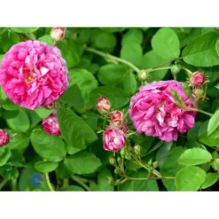 'Aimable Amié' Rosa Gallica 'Aimable Amié' (Gallicarose) A-Kvalitet,- Barrods Roser Min. 3 Grene -Tilbud Lys Haven Butik fi5438 rosa gallica aimable amie 36db