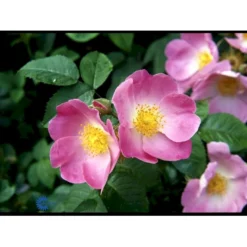 'Complicata' Rosa Gallica 'Complicata' (Gallicarose) A-Kvalitet,- Barrods Roser Min. 3 Grene -Tilbud Lys Haven Butik fi5446 rosa gallica complicata 7689