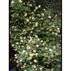 Gul Kinarose Rosa Hugonis (Hugo-rose) A-Kvalitet,- Barrods Roser Min. 3 Grene -Tilbud Lys Haven Butik fi5477 rosa hugonis 9c69