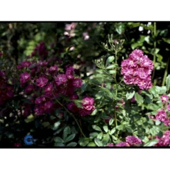 'Robin Hood' Rosa Moschata 'Robin Hood' (Moskusrose) A-Kvalitet,- Barrods Roser Min. 3 Grene -Tilbud Lys Haven Butik fi5497 rosa moschata robin hood 5052