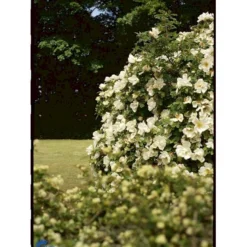 'Nevada' Rosa Moyesii 'Nevada' (Mandarinrose) A-Kvalitet,- Barrods Roser Min. 3 Grene -Tilbud Lys Haven Butik fi5507 rosa moyesii nevada 985d