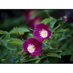 'Lina' Rosa Pendulina 'Lina' (Buskrose) A-Kvalitet,- Barrods Roser Min. 3 Grene -Tilbud Lys Haven Butik fi5524 rosa pendula lina c8cc