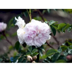 'Stanwell Perpetual' Rosa Pimpinellifolia 'Stanwell Perpetual' (Klitrose) A-Kvalitet,- Barrods Roser Min. 3 Grene -Tilbud Lys Haven Butik fi5526 rosa pimpinell stanwell perpetual 8942