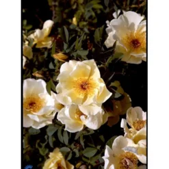 'Aicha' Rosa Pimpinellifolia 'Aicha' (Klitrose) A-Kvalitet,- Barrods Roser Min. 3 Grene -Tilbud Lys Haven Butik fi5527 rosa pimpinellifolia aicha b489