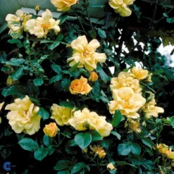 'Maigold'® Rosa Pimpinellifolia 'Maigold'® (Klitrose) A-Kvalitet,- Barrods Roser Min. 3 Grene -Tilbud Lys Haven Butik fi5534 rosa pimpinellifolia maigold 8735