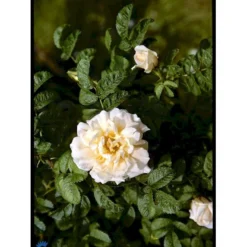 Rynket Rose 'Agnes' Rosa Rugosa 'Agnes' A-Kvalitet,- Barrods Roser Min. 3 Grene -Tilbud Lys Haven Butik fi5558 rosa rugosa agnes 2979