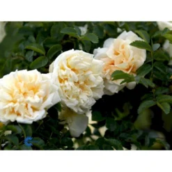 Rynket Rose 'Agnes' Rosa Rugosa 'Agnes' A-Kvalitet,- Barrods Roser Min. 3 Grene -Tilbud Lys Haven Butik fi5558 rosa rugosa agnes 5b1f