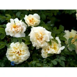 Rynket Rose 'Agnes' Rosa Rugosa 'Agnes' A-Kvalitet,- Barrods Roser Min. 3 Grene -Tilbud Lys Haven Butik fi5558 rosa rugosa agnes fd9d