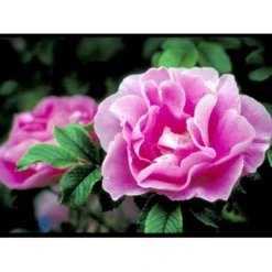 Rynket Rose 'Jens Munk' Rosa Rugosa 'Jens Munk' A-Kvalitet,- Barrods Roser Min. 3 Grene -Tilbud Lys Haven Butik fi5568 rosa rugosa jens munk 2044