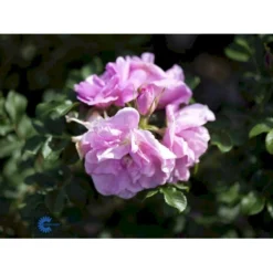 Rynket Rose 'Jens Munk' Rosa Rugosa 'Jens Munk' A-Kvalitet,- Barrods Roser Min. 3 Grene -Tilbud Lys Haven Butik fi5568 rosa rugosa jens munk c1c1