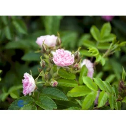 Rynket Rose 'Pink Grootendorst' Rosa Rugosa 'Pink Grootendorst' A-Kvalitet,- Barrods Roser Min. 3 Grene -Tilbud Lys Haven Butik fi5575 rosa rugosa pink grootendorst 149c
