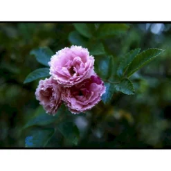 Rynket Rose 'Pink Grootendorst' Rosa Rugosa 'Pink Grootendorst' A-Kvalitet,- Barrods Roser Min. 3 Grene -Tilbud Lys Haven Butik fi5575 rosa rugosa pink grootendorst 767c