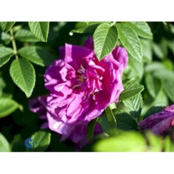Rynket Rose 'Roseraie De L'Hay' Rosa Rugosa 'Roseraie De L'Hay' A-Kvalitet,- Barrods Roser Min. 3 Grene -Tilbud Lys Haven Butik fi5579 rosa rugosa roseraie de l hay 64a8