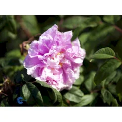 Rynket Rose 'Thérèse Bugnet' Rosa Rugosa 'Thérèse Bugnet' A-Kvalitet,- Barrods Roser Min. 3 Grene -Tilbud Lys Haven Butik fi5586 rosa rugosa therese bugnet 5da1