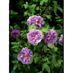 Rynket Rose 'Thérèse Bugnet' Rosa Rugosa 'Thérèse Bugnet' A-Kvalitet,- Barrods Roser Min. 3 Grene -Tilbud Lys Haven Butik fi5586 rosa rugosa therese bugnet 89a9