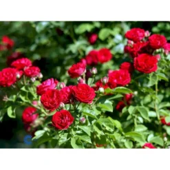 'Chevy Chase' Rosa Soyieana 'Chevy Chase' (Slyngrose) A-Kvalitet,- Barrods Roser Min. 3 Grene -Tilbud Lys Haven Butik fi5595 rosa soyieana chevy chase 0355