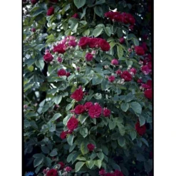 'Chevy Chase' Rosa Soyieana 'Chevy Chase' (Slyngrose) A-Kvalitet,- Barrods Roser Min. 3 Grene -Tilbud Lys Haven Butik fi5595 rosa soyieana chevy chase 717c