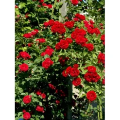 'Chevy Chase' Rosa Soyieana 'Chevy Chase' (Slyngrose) A-Kvalitet,- Barrods Roser Min. 3 Grene -Tilbud Lys Haven Butik fi5595 rosa soyieana chevy chase 9910