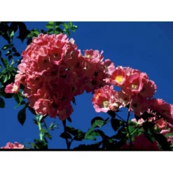 'Albertine' Rosa Wichuraiana 'Albertine' (Slyngrose) A-Kvalitet,- Barrods Roser Min. 3 Grene -Tilbud Lys Haven Butik fi5601 rosa wichuraiana alexandre girault 8f21