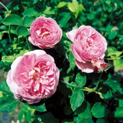 'Louise Odier' Rosa Bourboniana 'Louise Odier' (Bourbonrose) A-Kvalitet,- Barrods Roser Min. 3 Grene -Tilbud Lys Haven Butik fi5609 rosa x borboniana louise odier 6b95