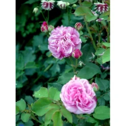 'Louise Odier' Rosa Bourboniana 'Louise Odier' (Bourbonrose) A-Kvalitet,- Barrods Roser Min. 3 Grene -Tilbud Lys Haven Butik fi5609 rosa x borboniana louise odier 7f51